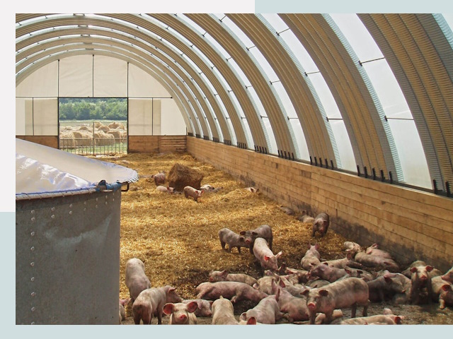 Строительство свинарников в Бугульме